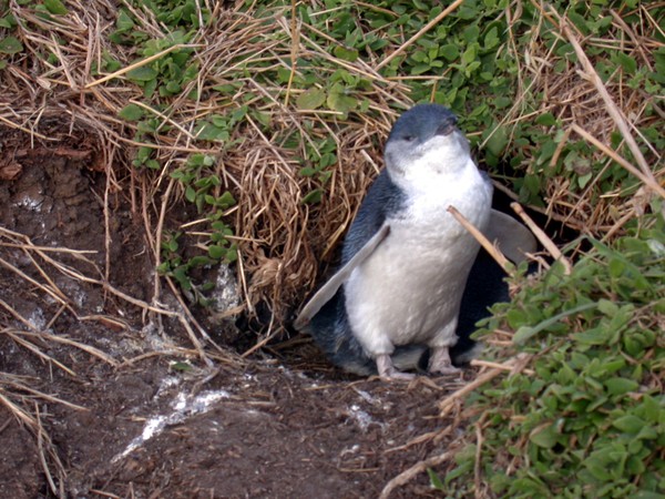 Fairy Penguin